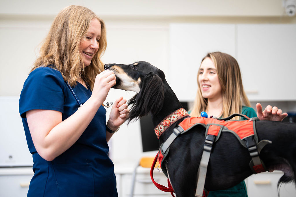 The Arvonia Vets team caring for pets in Cheltenham