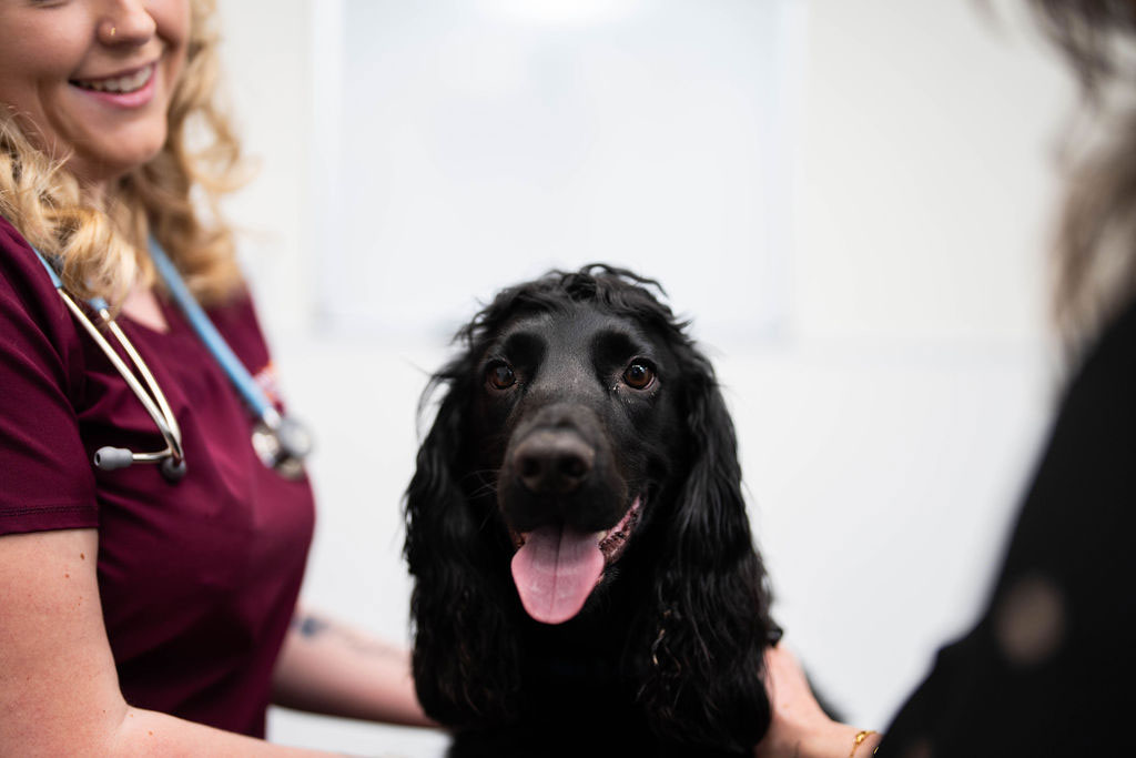 Pet Health Club Image